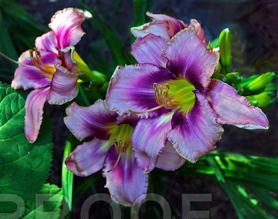 Alluring Lily 201