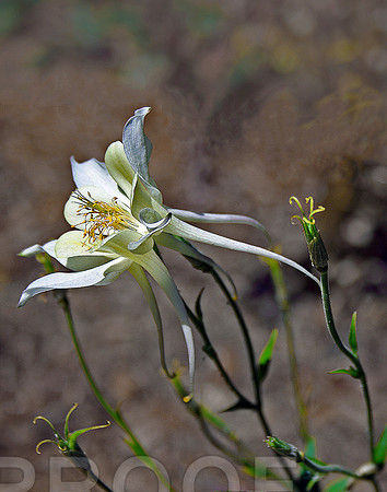Lily Fingers 204