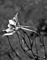 Lily Monochrome 204