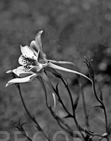 Lily Monochrome 204