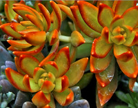 bg 2098 Succulent