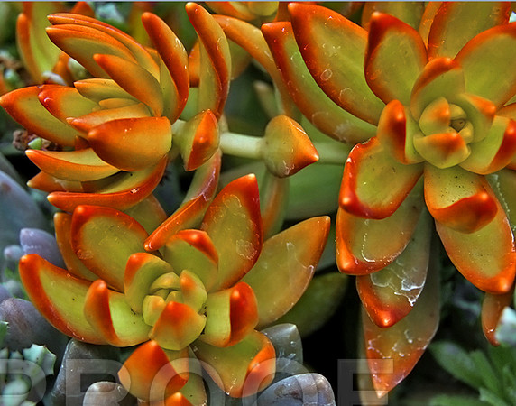 bg 2098 Succulent