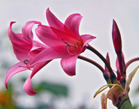 bg 2037 Lily
