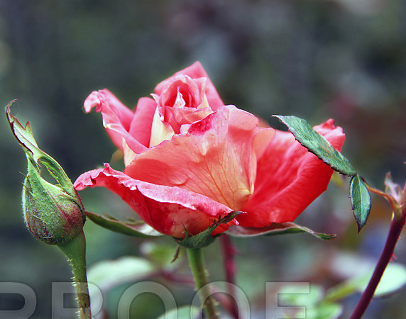 bg 2041 Rose