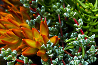 bg 2097 Succulent