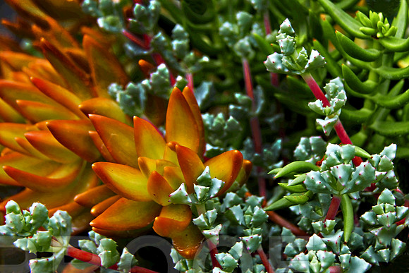 bg 2097 Succulent