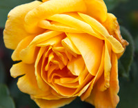 bg 2046 Rose