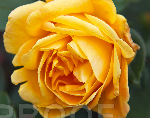 bg 2046 Rose