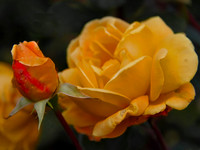 bg 2047 Rose and Bud