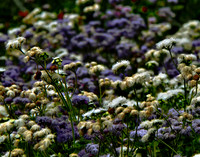 bg 2085 Ageratum
