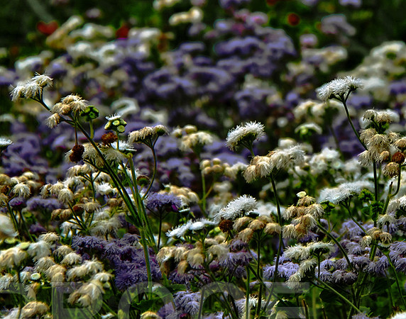 bg 2085 Ageratum