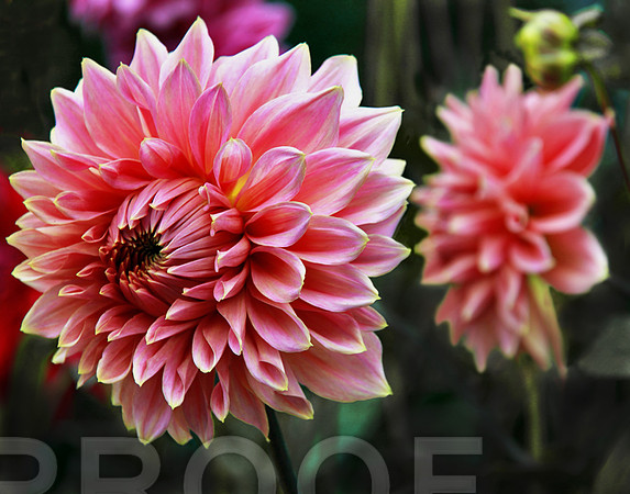 Pretty in pink bg 2003