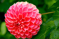 bg 2027 Dahlia