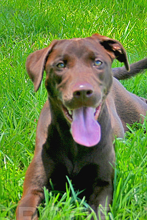 Lab Brown down