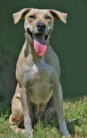 Lab Mix