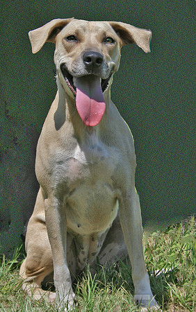 Lab Mix