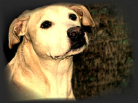 Lab Yellow Senior