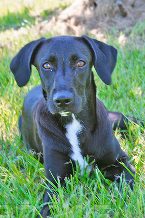 Lab Black down