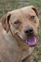 Lab/Terrier Mix