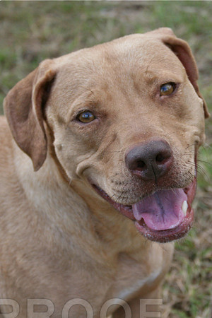 Lab/Terrier Mix