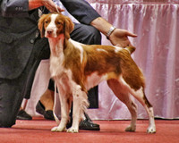 Brittany 1276