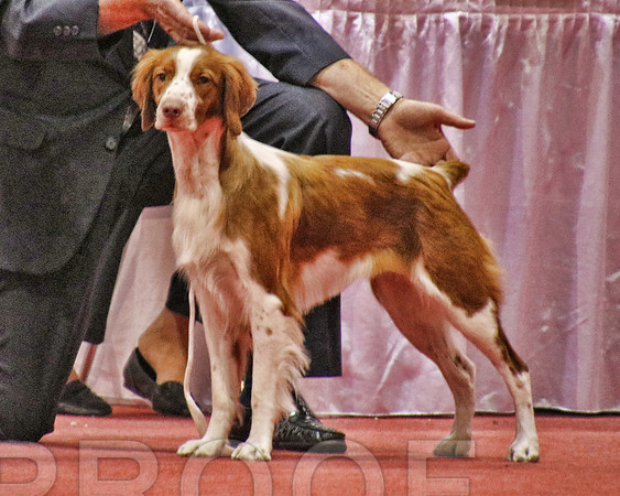 Brittany 1276