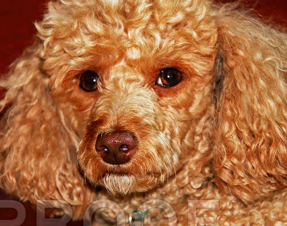intense eyes 349