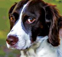 intense eyes 3094