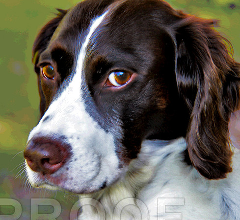 intense eyes 3094