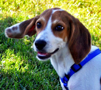 T.W. Hound