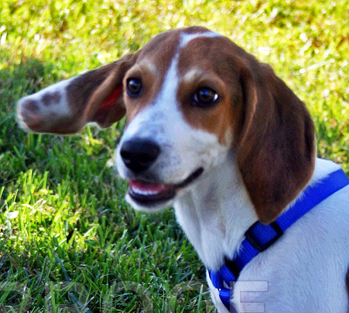 T.W. Hound