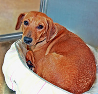 Hound in cat bed