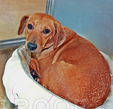 Hound in cat bed