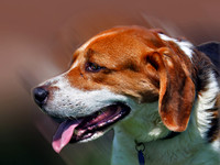 Beagle