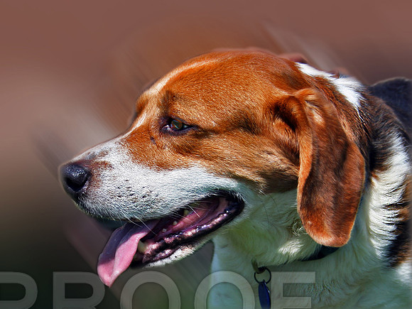 Beagle