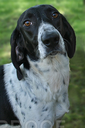 Tree Walking Hound Black
