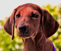 Redbone Hound 371
