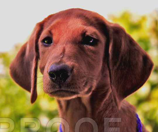 Redbone Hound 371