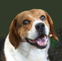 Beagle Mix