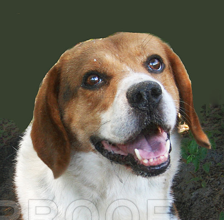 Beagle Mix