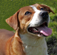 Happy Boy 925