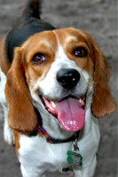La, La La, Beagle