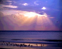 Birds at Sunset A M018