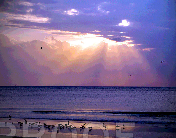 Birds at Sunset A M018