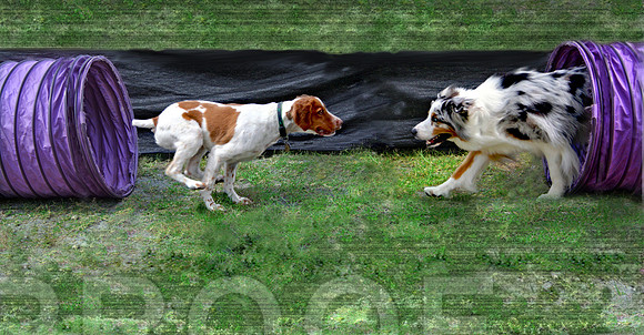 Agility Opps