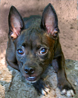 Small Mixed Breed
