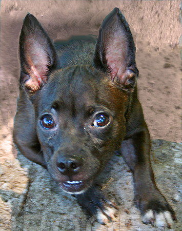 Small Mixed Breed