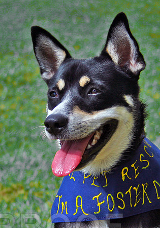 Happy to be Adopted