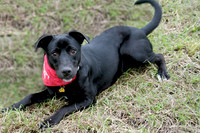 Small Black Dog