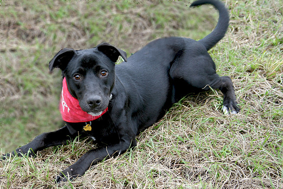 Small Black Dog